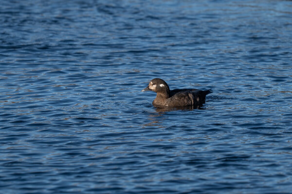 DPPhotography - Iceland - Harlequin duck - U.jpg - Harlequin duck, female - Húsavík harbour