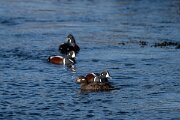 DPPhotography - Iceland - Harlequin duck - I