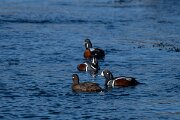 DPPhotography - Iceland - Harlequin duck - J