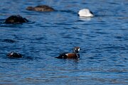DPPhotography - Iceland - Harlequin duck - L
