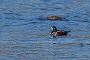 DPPhotography - Iceland - Harlequin duck - M