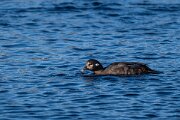 DPPhotography - Iceland - Harlequin duck - S