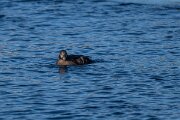 DPPhotography - Iceland - Harlequin duck - T