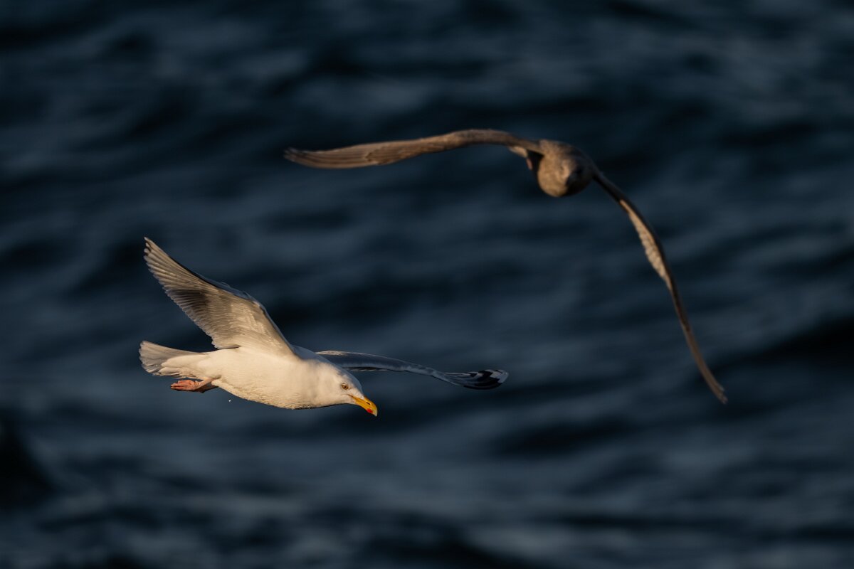DPPhotography - Iceland - Herring gull - B.jpg - Herring gull - Húsavík harbour