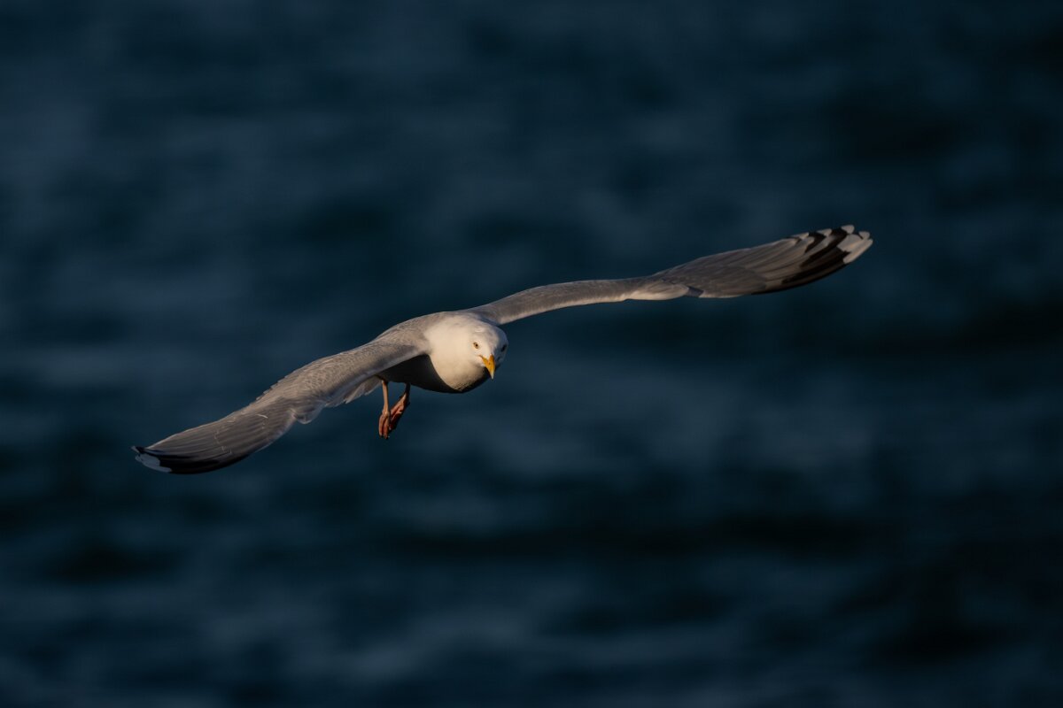 DPPhotography - Iceland - Herring gull - C.jpg - Herring gull - Húsavík harbour