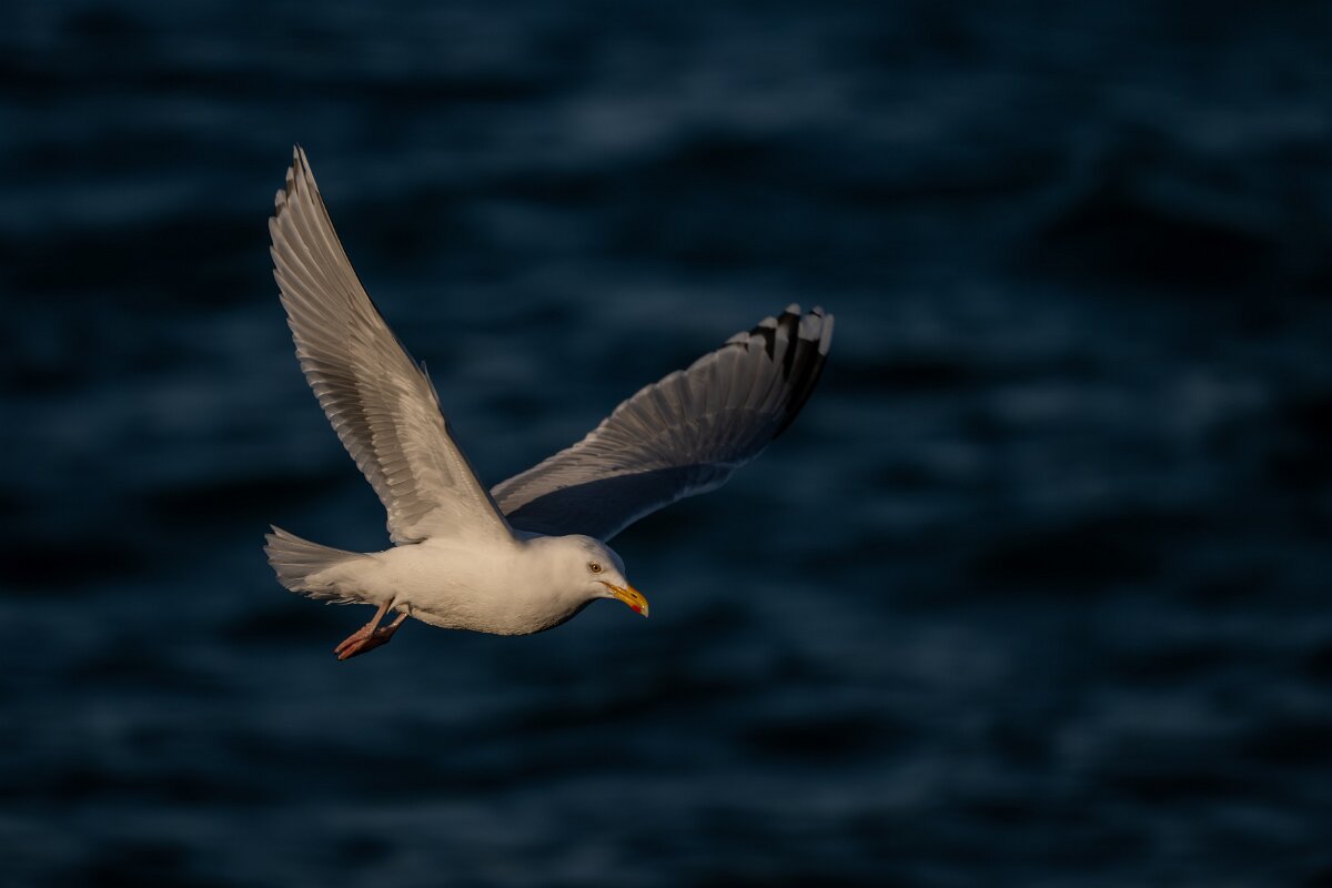 DPPhotography - Iceland - Herring gull - D.jpg - Herring gull - Húsavík harbour