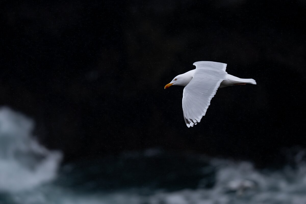 DPPhotography - Iceland - Herring gull - G.jpg - Herring gull - Lóndrangar