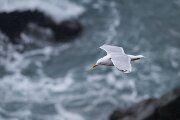 DPPhotography - Iceland - Herring gull - E