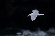 DPPhotography - Iceland - Herring gull - F