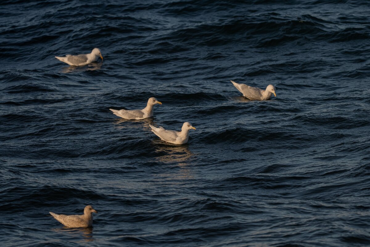 DPPhotography - Iceland - Iceland gull - AF.jpg - Iceland gull, flock - Húsavík harbour