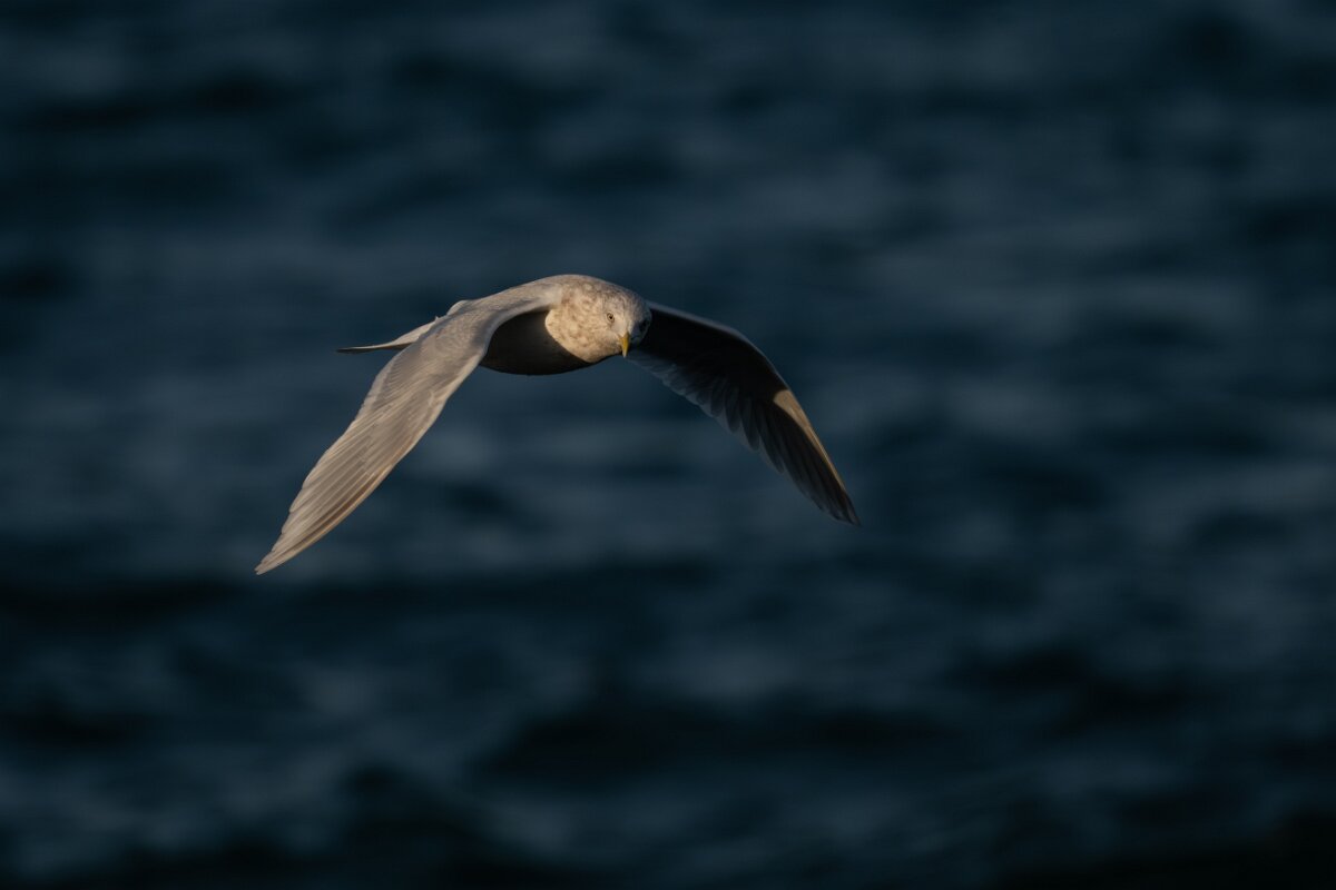 DPPhotography - Iceland - Iceland gull - AG.jpg - Iceland gull, adult - Húsavík harbour