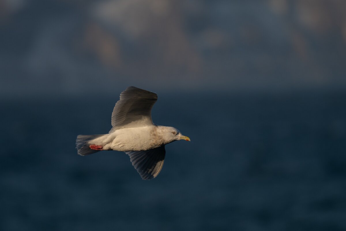 DPPhotography - Iceland - Iceland gull - AI.jpg - Iceland gull, adult - Húsavík harbour
