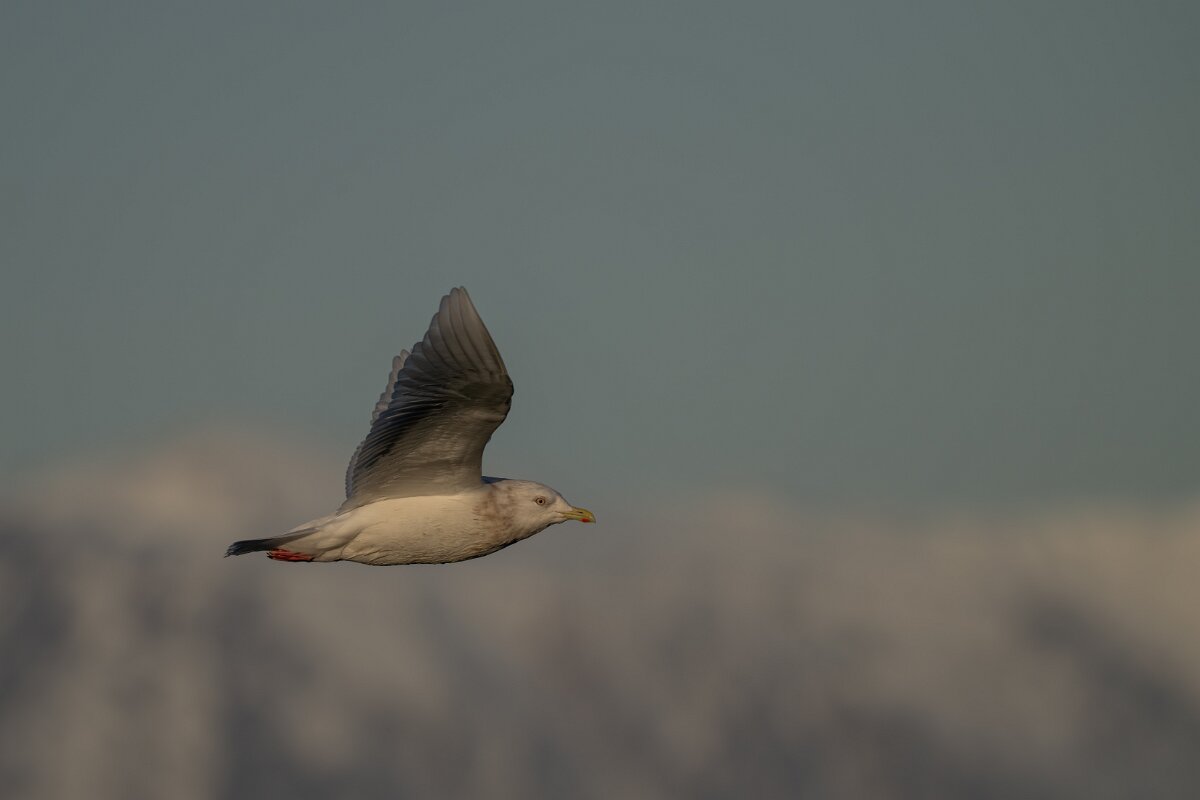 DPPhotography - Iceland - Iceland gull - AM.jpg - Iceland gull, adult - Húsavík harbour