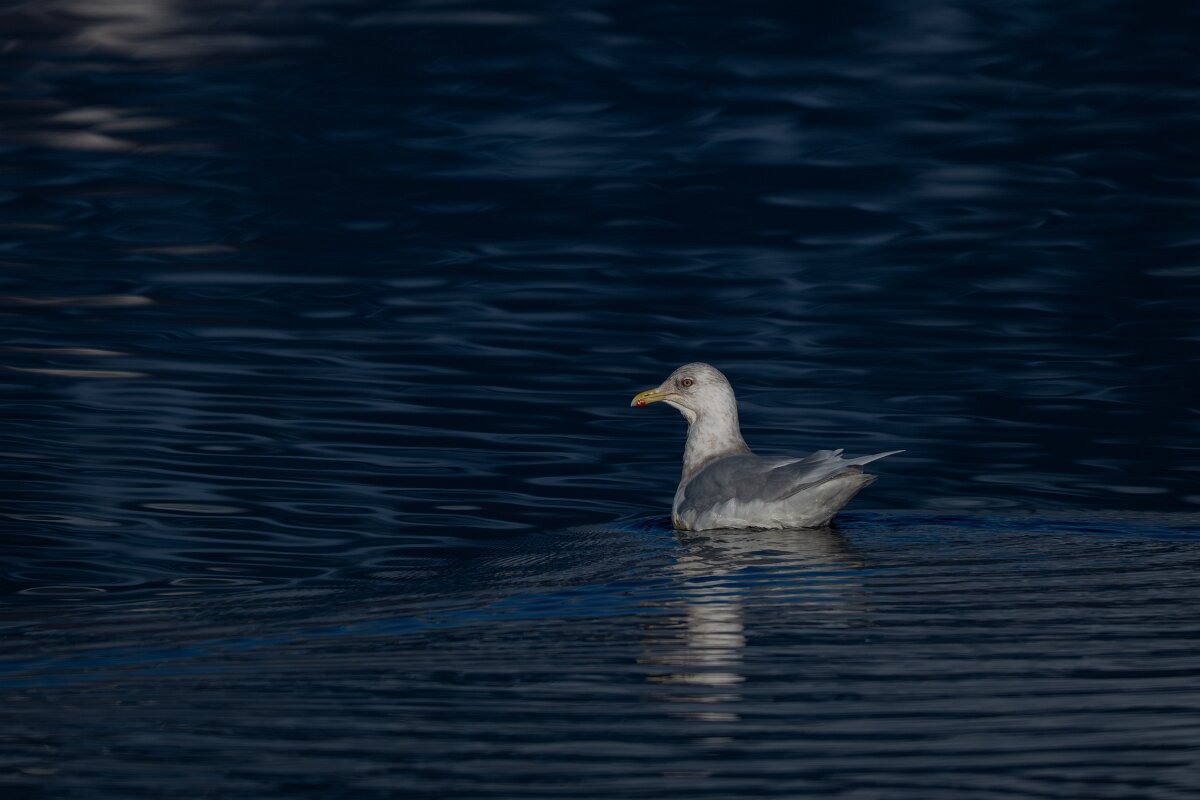 DPPhotography - Iceland - Iceland gull - B.jpg - Iceland gull - Eyjafjörður