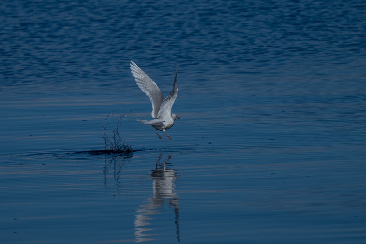 DPPhotography - Iceland - Iceland gull - D.jpg - Iceland gull - Eyjafjörður