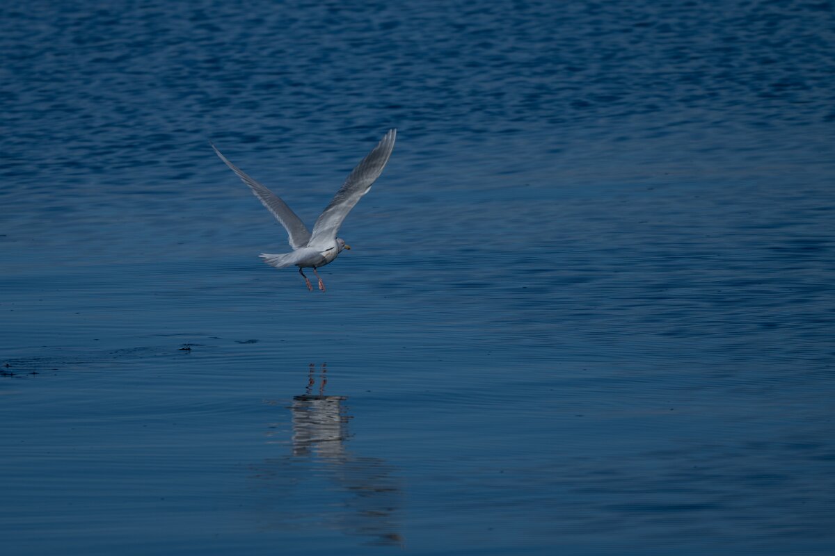 DPPhotography - Iceland - Iceland gull - E.jpg - Iceland gull - Eyjafjörður