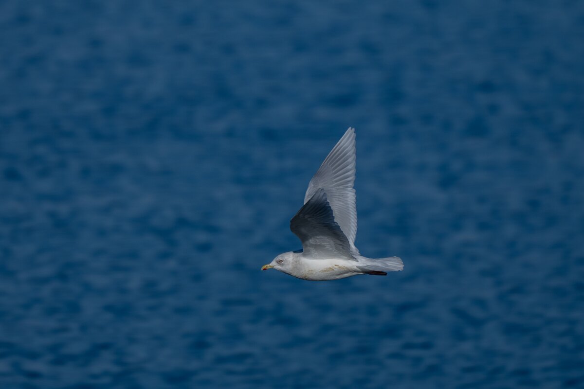 DPPhotography - Iceland - Iceland gull - F.jpg - Iceland gull - Eyjafjörður