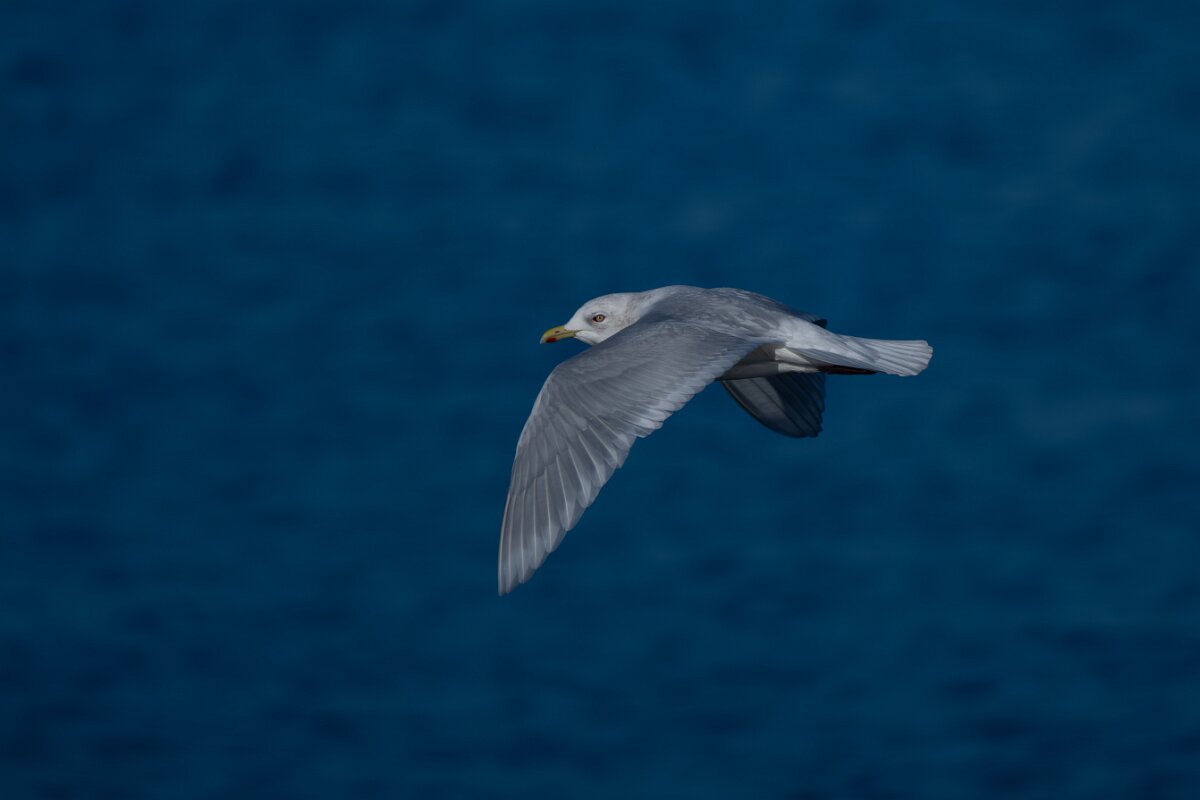 DPPhotography - Iceland - Iceland gull - I.jpg - Iceland gull - Eyjafjörður