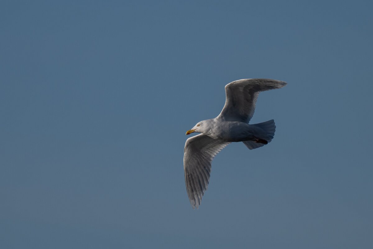 DPPhotography - Iceland - Iceland gull - M.jpg - Iceland gull - Húsavík harbour