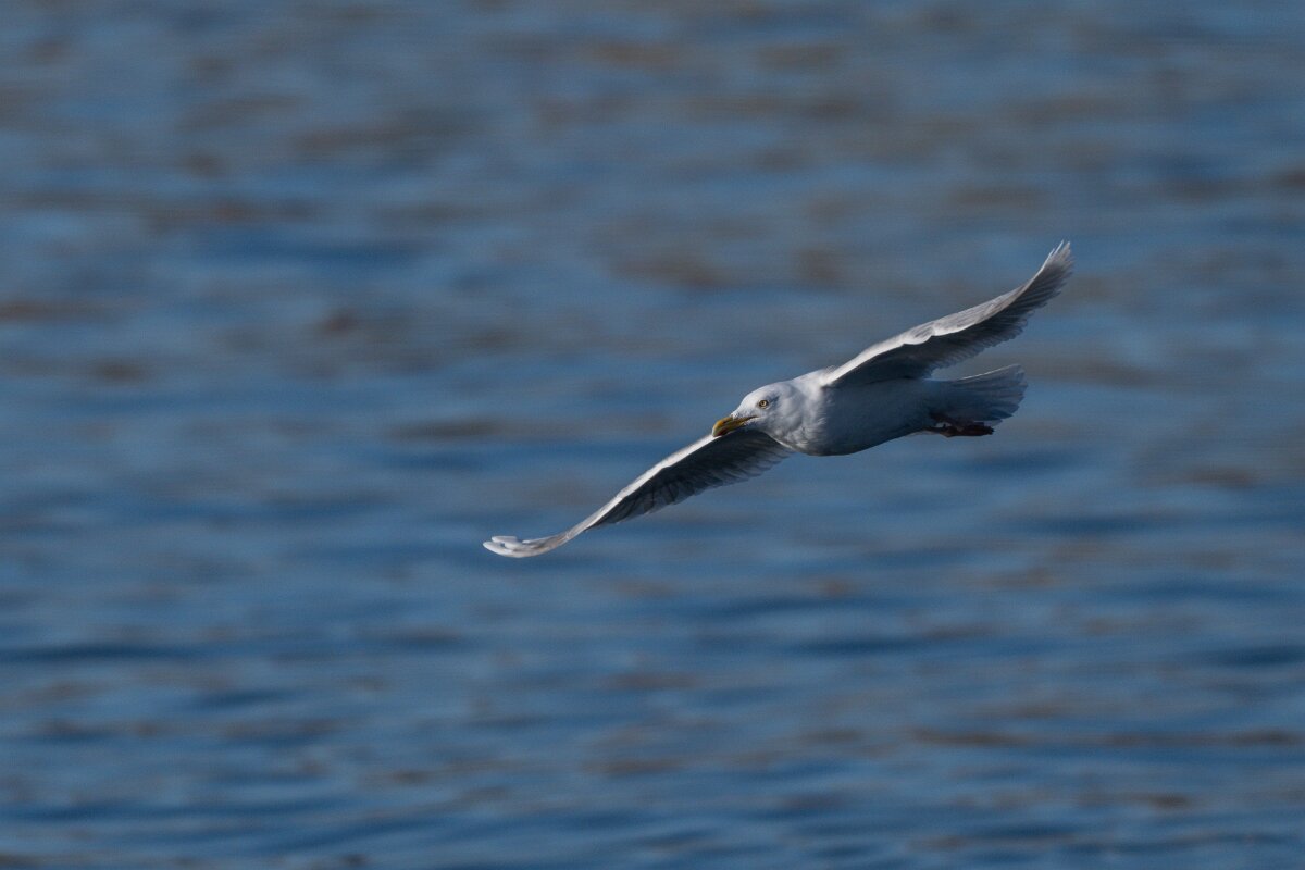 DPPhotography - Iceland - Iceland gull - O.jpg - Iceland gull - Húsavík harbour