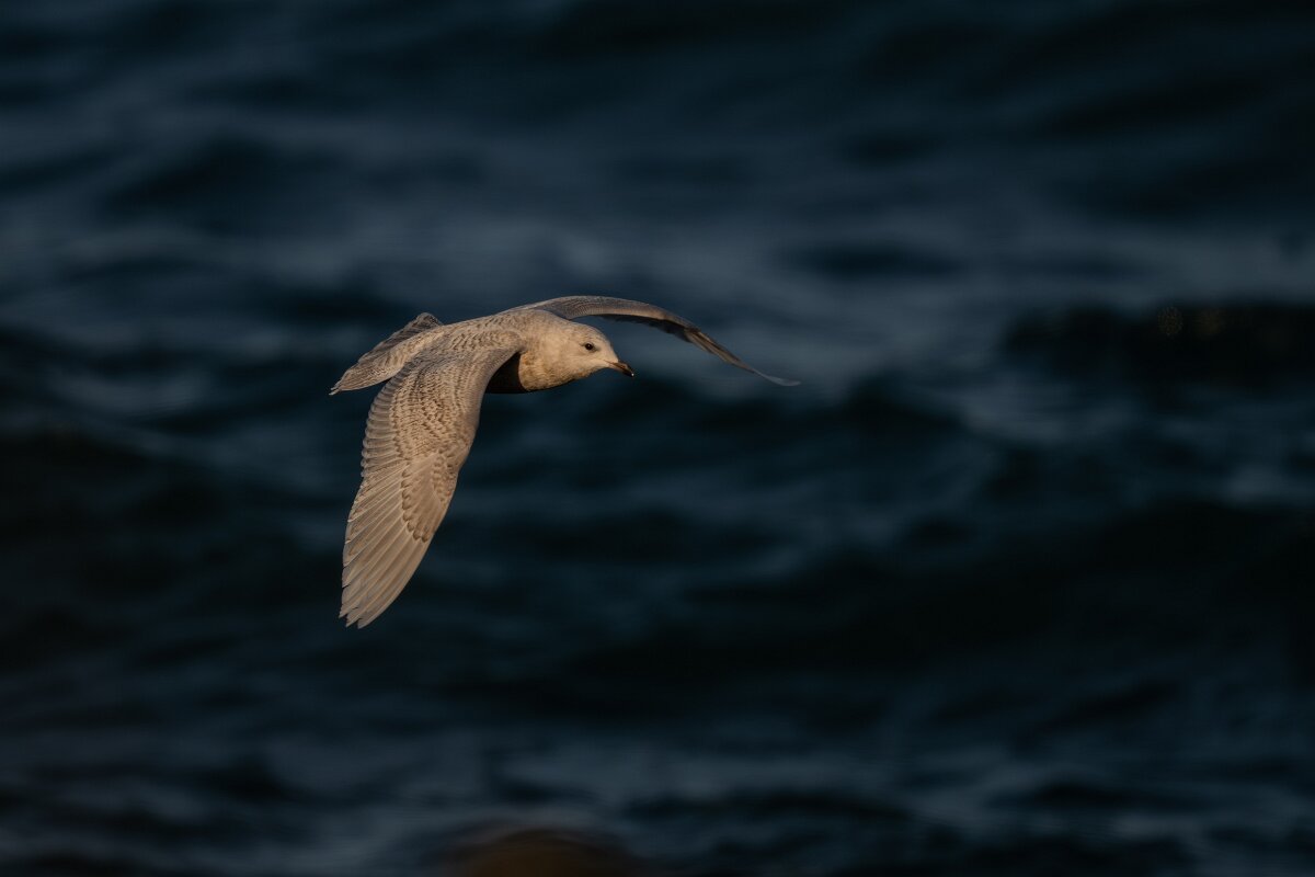 DPPhotography - Iceland - Iceland gull - V.jpg - Iceland gull, juvenile - Húsavík harbour