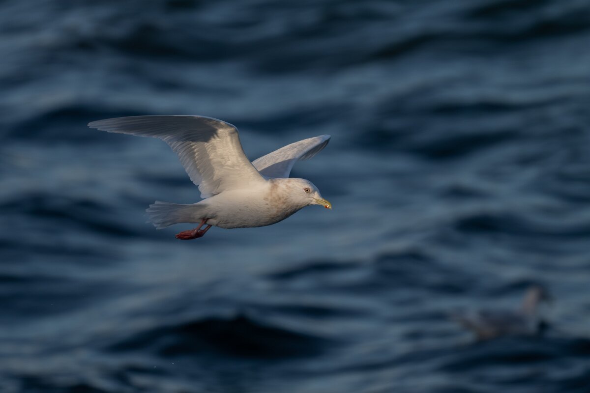 DPPhotography - Iceland - Iceland gull - X.jpg - Iceland gull, adult - Húsavík harbour