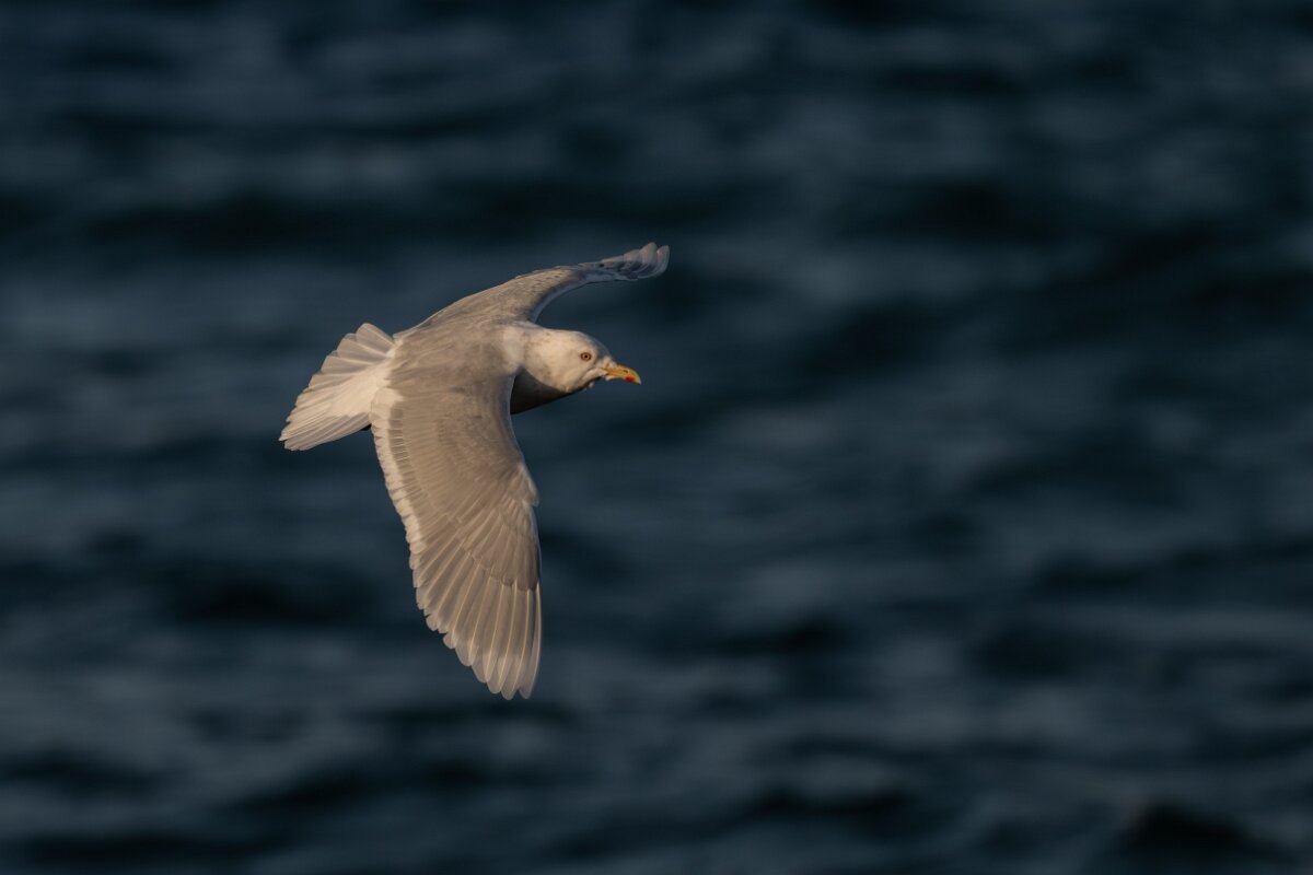 DPPhotography - Iceland - Iceland gull - Y.jpg - Iceland gull, adult - Húsavík harbour