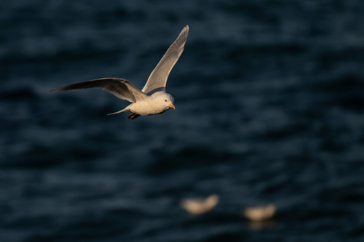 DPPhotography - Iceland - Iceland gull - Z.jpg - Iceland gull, adult - Húsavík harbour