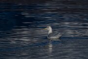 DPPhotography - Iceland - Iceland gull - A