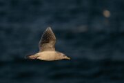 DPPhotography - Iceland - Iceland gull - AD