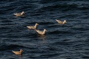DPPhotography - Iceland - Iceland gull - AF