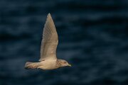 DPPhotography - Iceland - Iceland gull - AH