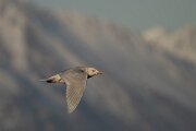 DPPhotography - Iceland - Iceland gull - AL