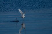 DPPhotography - Iceland - Iceland gull - D
