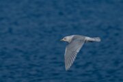 DPPhotography - Iceland - Iceland gull - G
