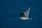 DPPhotography - Iceland - Iceland gull - H