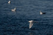 DPPhotography - Iceland - Iceland gull - K