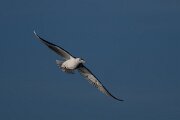 DPPhotography - Iceland - Iceland gull - L
