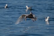 DPPhotography - Iceland - Iceland gull - S