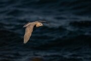 DPPhotography - Iceland - Iceland gull - V