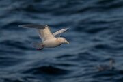 DPPhotography - Iceland - Iceland gull - X