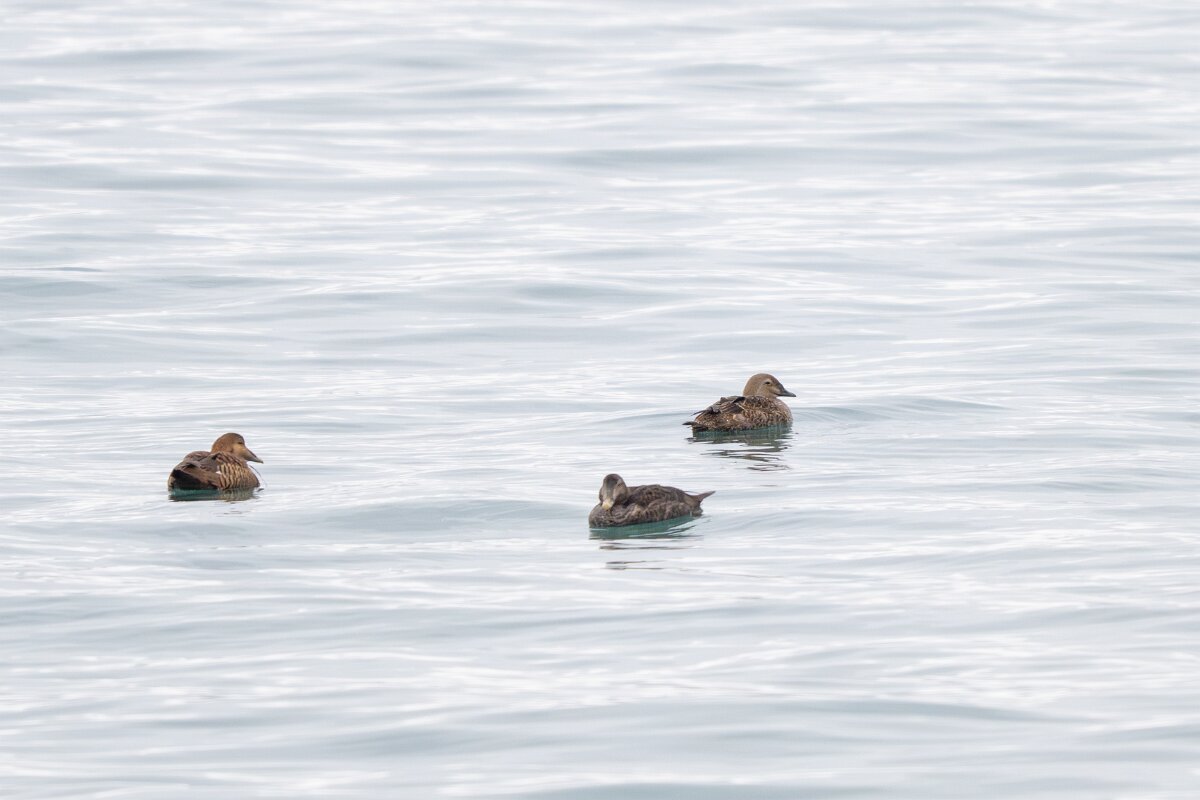 DPPhotography - Iceland - King eider - A.jpg - King eider, female - Akranes