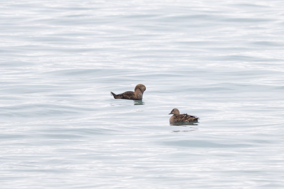 DPPhotography - Iceland - King eider - B.jpg - King eider, female - Akranes