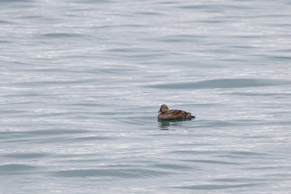 DPPhotography - Iceland - King eider - C.jpg - King eider, female - Akranes