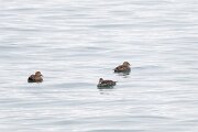 DPPhotography - Iceland - King eider - A