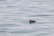 DPPhotography - Iceland - King eider - C