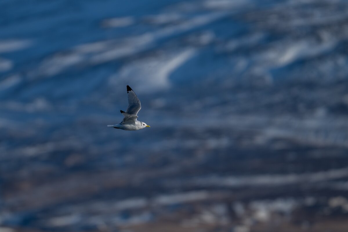 DPPhotography - Iceland - Kittiwake - B.jpg - Kittiwake - Eyjafjörður
