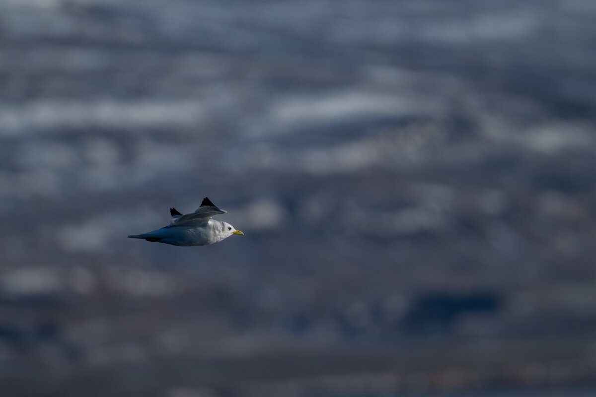 DPPhotography - Iceland - Kittiwake - C.jpg - Kittiwake - Eyjafjörður