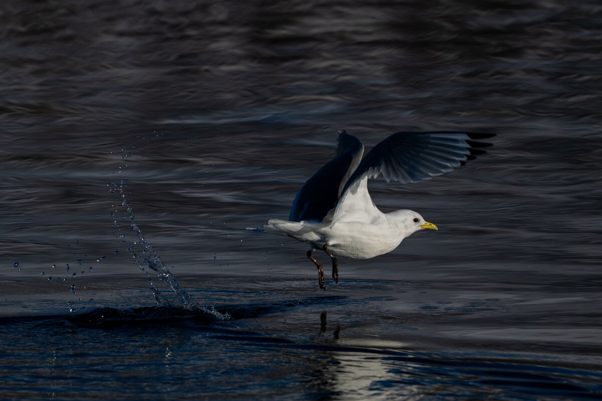 DPPhotography - Iceland - Kittiwake - D.jpg - Kittiwake - Eyjafjörður