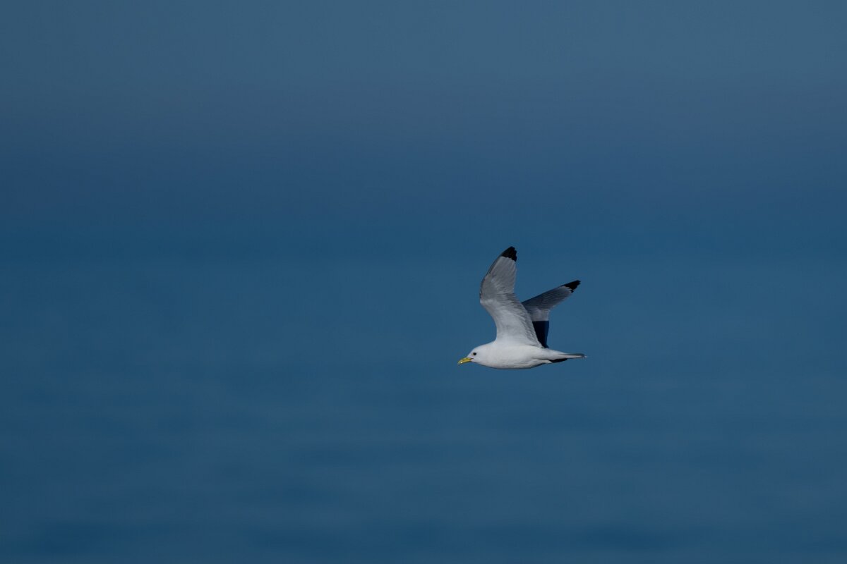 DPPhotography - Iceland - Kittiwake - G.jpg - Kittiwake - Eyjafjörður